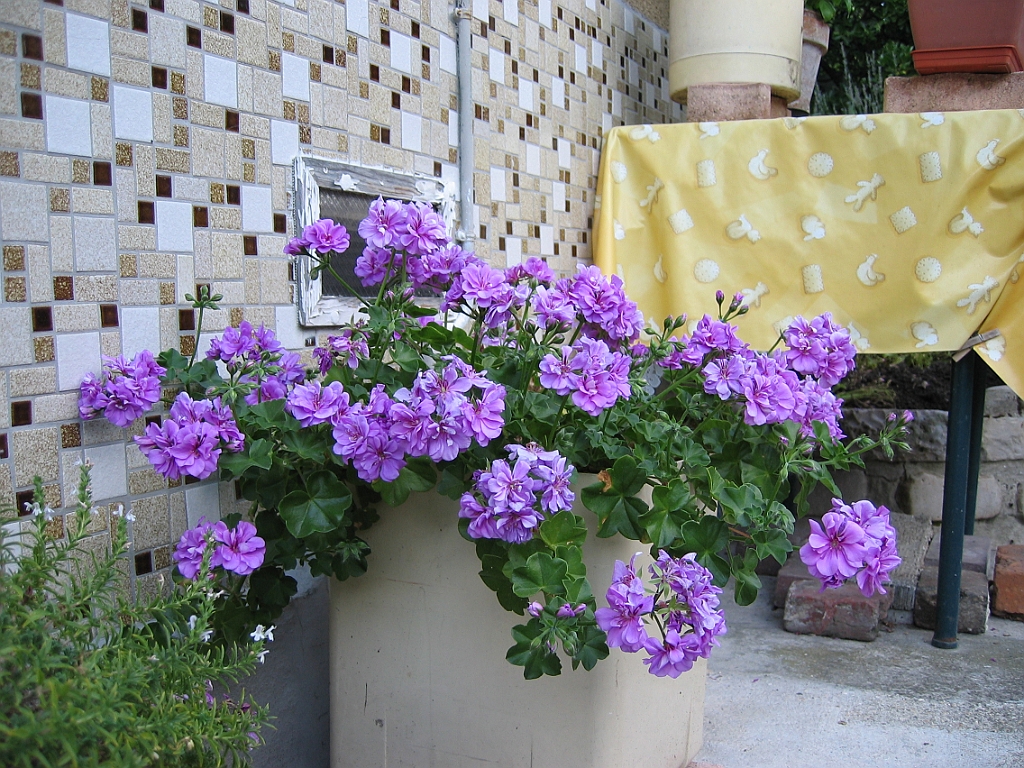 Géranium violet.jpg